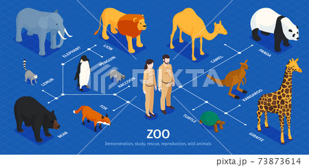 Isometric Zoo Animals Infographics - Stock Illustration [73873614] - PIXTA