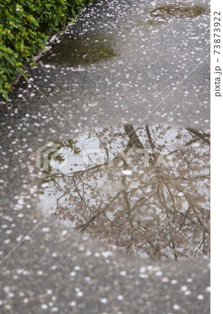 雨で散った花びらが浮かぶ水溜りに写るソメイヨシノの写真素材