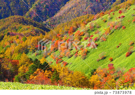 大川入山の赤い羊 73873978