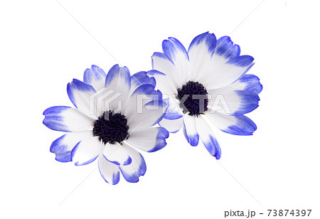 blue cineraria isolated 73874397