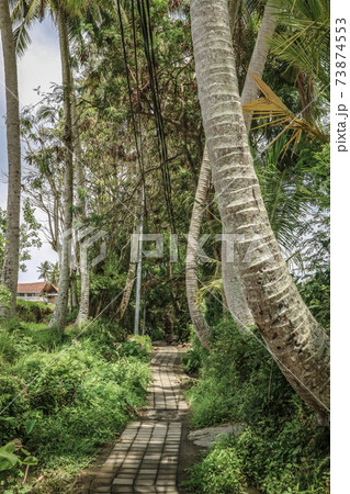 Village road between rice fields with palm trees 73874553