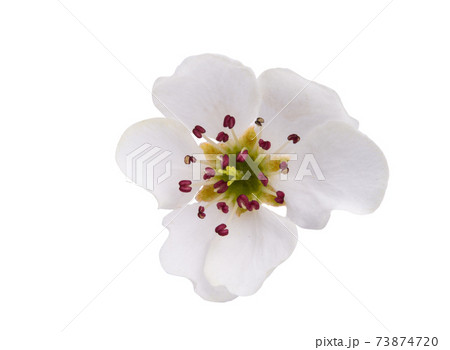 pear flower isolated pear flower isolated 73874720