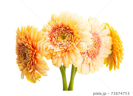 gerbera flower isolated 73874753