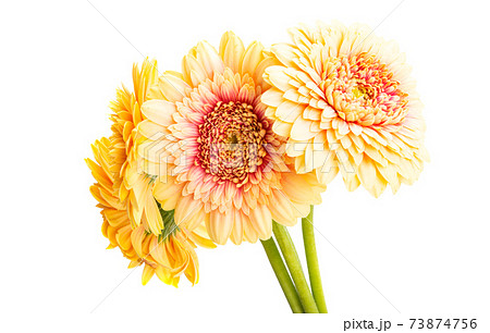 gerbera flower isolated gerbera flower isolated 73874756