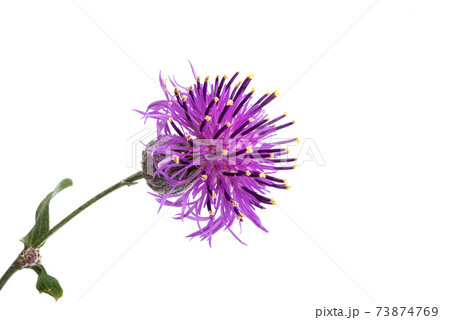 thistle flower isolated 73874769