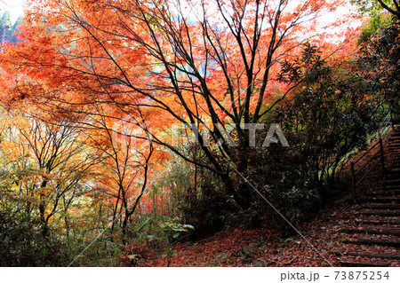大分の紅葉の名所 陽目渓谷、白水の滝 大分の紅葉の名所 陽目渓谷、白水の滝 73875254