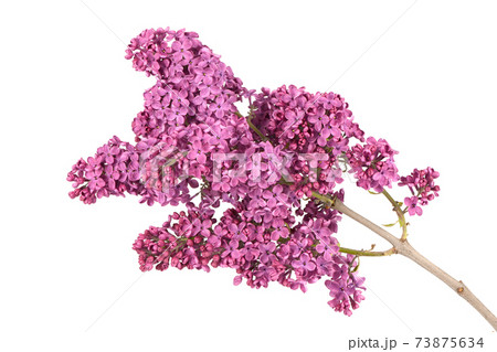 Blossoming lilac isolated on white background. Spring lilac. Lilac branch. 73875634