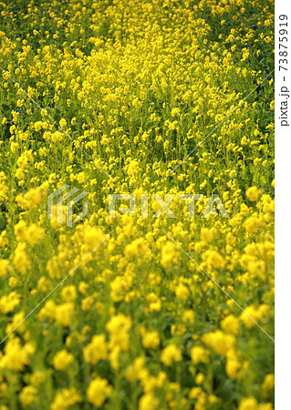 菜の花畑 田原市菜の花まつり 菜の花畑 田原市菜の花まつり 73875919