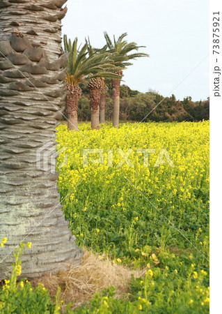 菜の花畑 田原市菜の花まつり 菜の花畑 田原市菜の花まつり 73875921