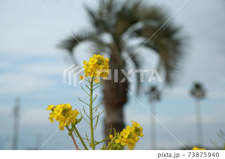 菜の花畑　田原市菜の花まつり 73875940