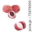 Watercolor drawing of litchi fruit. Lychee illustration. 73876000