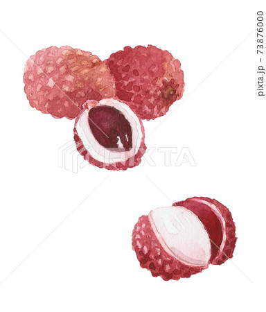 Watercolor drawing of litchi fruit. Lychee illustration. Watercolor drawing of litchi fruit. Lychee illustration. 73876000