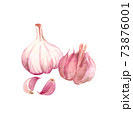Watercolor garlic drawing isolated on white 73876001
