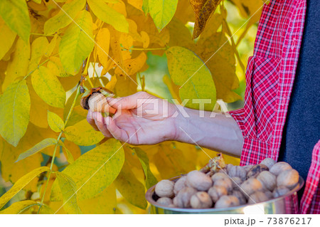 Man holding box full of fresh picked walnuts. 73876217