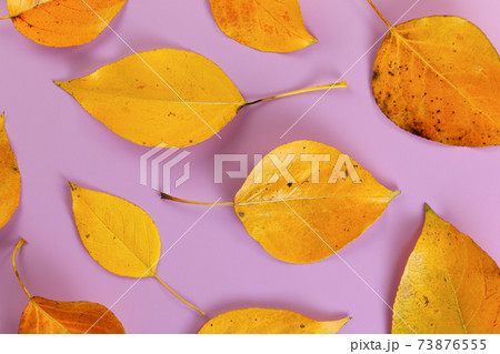 Orange coloured autumn leaves on lilac board, closeup top down view Orange coloured autumn leaves on lilac board, closeup top down view 73876555