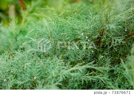 Background of the shrub of juniper at selective focus. Background of the shrub of juniper at selective focus. 73876671