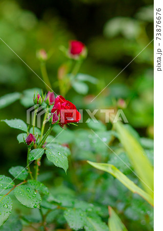 Beautiful roses in the garden, growing different varieties of flowers. Beautiful roses in the garden, growing different varieties of flowers. 73876676