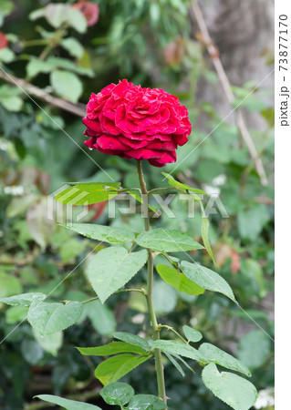 花 フラワー お花 73877170