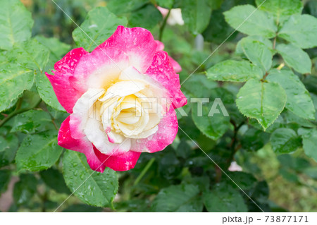 花 フラワー お花 73877171