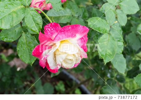 花 フラワー お花 73877172