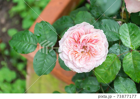 花 フラワー お花 73877177