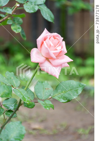 花 フラワー お花 73877178