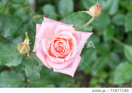 花 フラワー お花 73877180