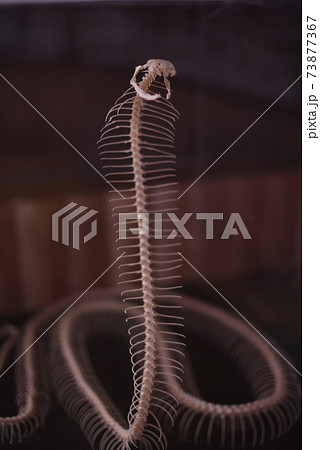 蛇の標本 73877367