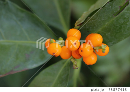 黄色い千両の実 73877418
