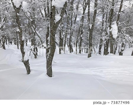 冬の八甲田ロープウェースキー場のフォレストコース 73877496
