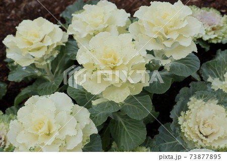 冬の花のような葉牡丹 73877895