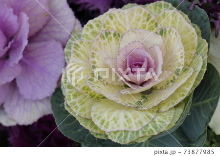 冬の花のような葉牡丹 冬の花のような葉牡丹 73877985