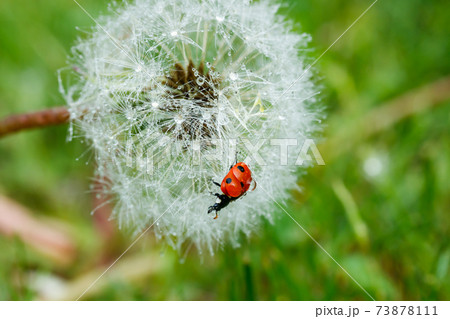 Beautiful fluffy dandelion with rain drops and ladybug against the green grass Beautiful fluffy dandelion with rain drops and ladybug against the green grass 73878111
