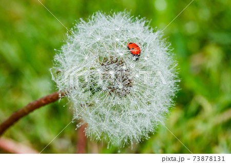Beautiful fluffy dandelion with rain drops and ladybug against the green grass Beautiful fluffy dandelion with rain drops and ladybug against the green grass 73878131
