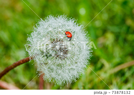 Beautiful fluffy dandelion with rain drops and ladybug against the green grass 73878132