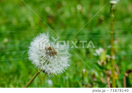 Beautiful fluffy dandelion with seeds under the rain against the green grass 73878140