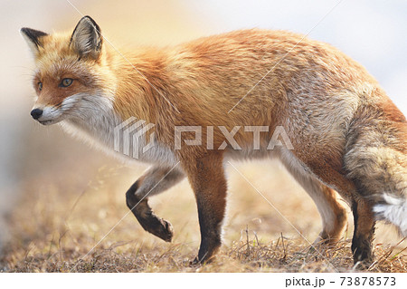 北海道の可愛い動物 A4写真プリント ガラス入り額装 ～キタキツネ②～ 北海道の可愛い動物 A4写真プリント ガラス入り額装 ～キタキツネ②