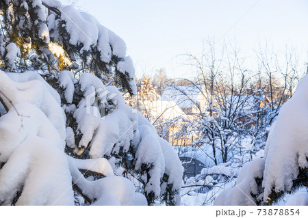 snowbound spruce tree branches and country houses 73878854