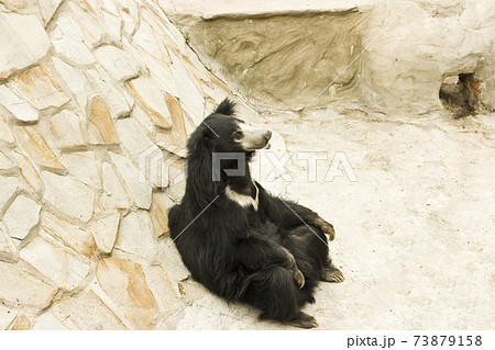 A brown bear sits by a hill with its paws folded in its lap 73879158