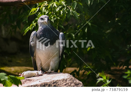 Portrait of an eagle sitting on a rock with a mouse caught. Portrait of an eagle sitting on a rock with a mouse caught. 73879159