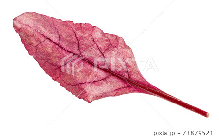 fresh leaf of red Chard leafy vegetable isolated 73879521