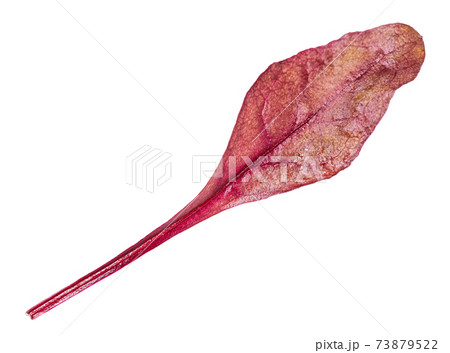 single fresh leaf of red Chard isolated single fresh leaf of red Chard isolated 73879522