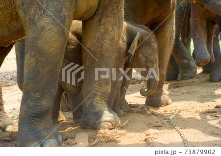 Pinnawala Elephants Orphanage baby elephant 73879902