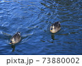 水 水分 ウォーター 73880002