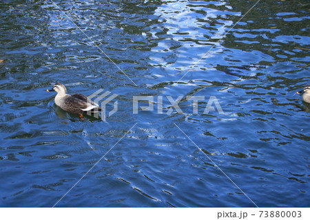 湖 湖上 一湖 73880003