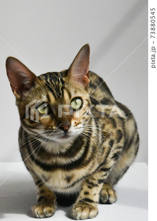 A beautiful Bengal cat sniffs colored threads. Concept. Choosing something. A beautiful Bengal cat sniffs colored threads. Concept. Choosing something. 73880545