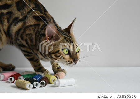 Portrait of a beautiful Bengal cat. green eyes. 73880550
