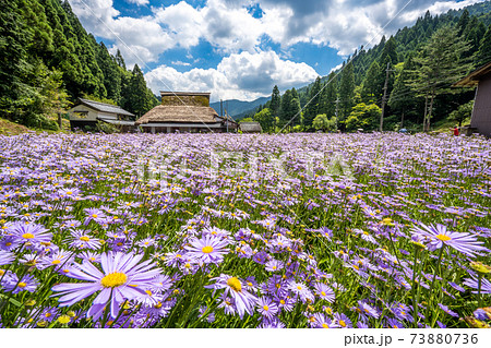 京都市左京区久多地域の北山友禅菊 73880736