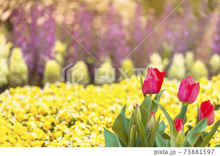 黄色ボケの背景に真の愛を意味する赤いチューリップの花のクローズアップ の写真素材