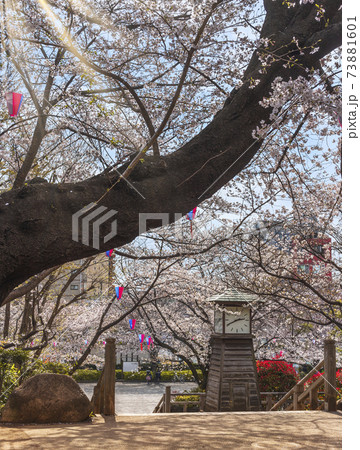 [東京・王子] 飛鳥山公園の時計台と染井吉野,サトザクラ,華山や鬱金の桜の花見 73881601